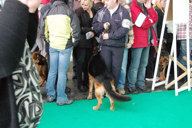 Cacib Ljubljana 09 - foto