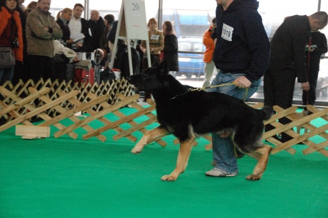 Cacib Ljubljana 09 - foto