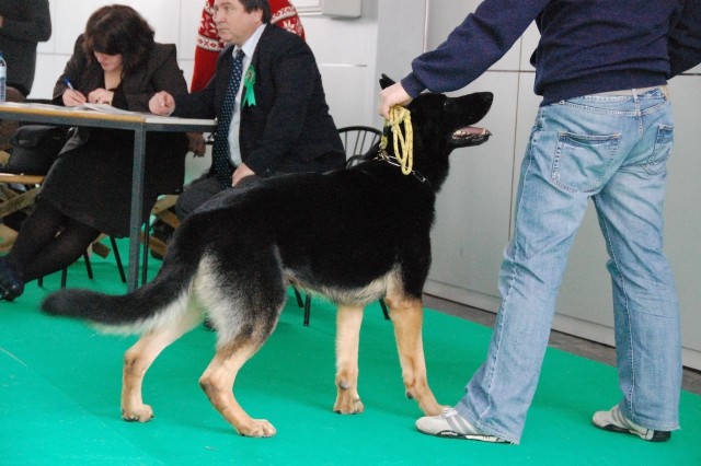 Cacib Ljubljana 09 - foto