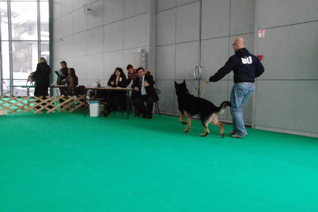 Cacib Ljubljana 09 - foto
