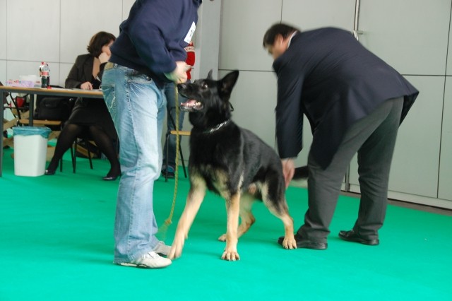 Cacib Ljubljana 09 - foto