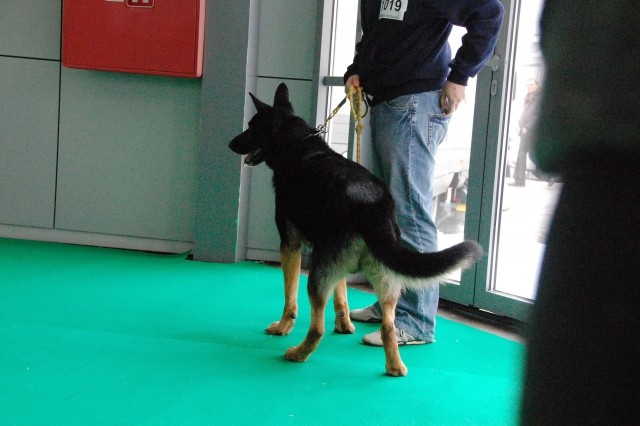 Cacib Ljubljana 09 - foto