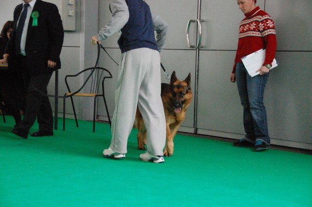 Cacib Ljubljana 09 - foto