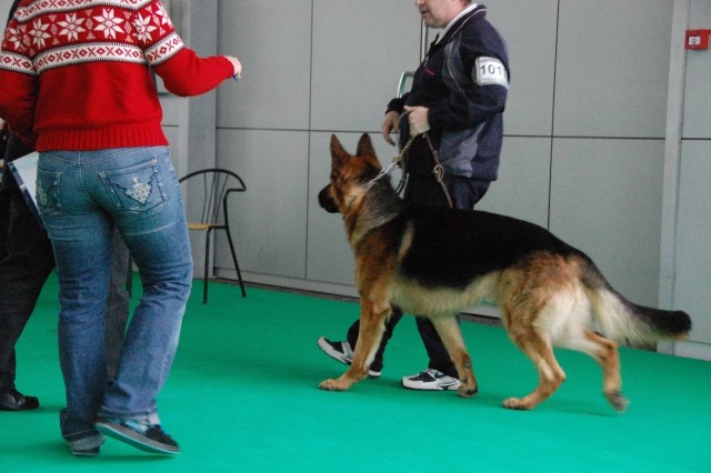 Cacib Ljubljana 09 - foto