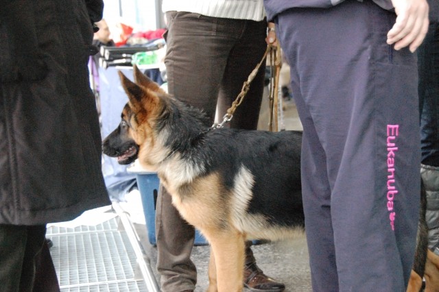 Cacib Ljubljana 09 - foto