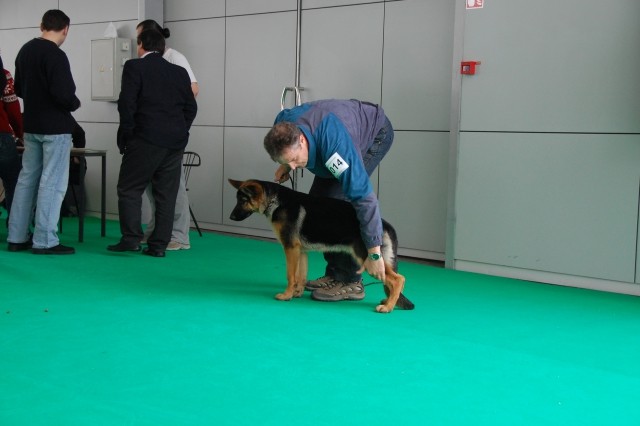 Cacib Ljubljana 09 - foto