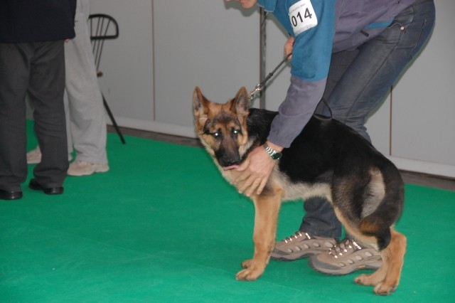 Cacib Ljubljana 09 - foto