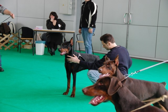 Cacib Ljubljana 09 - foto