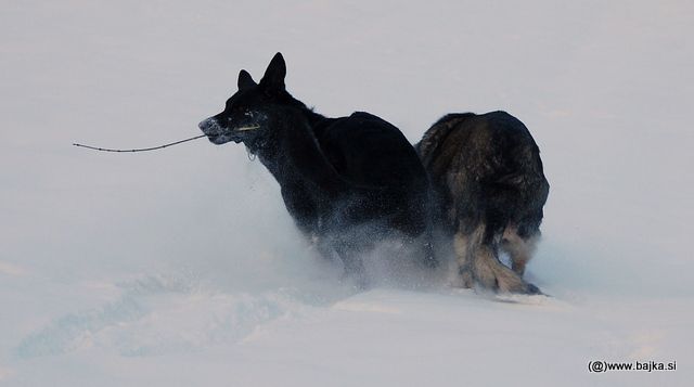 Gal in Snow - foto povečava