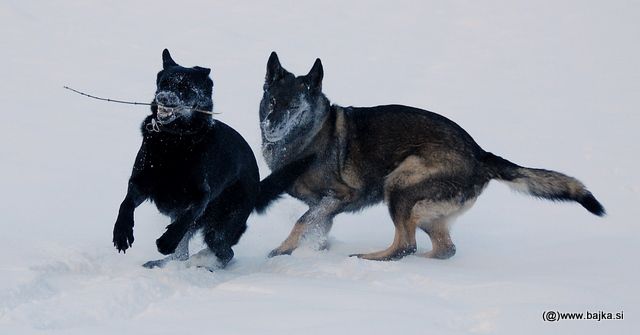 Gal in Snow - foto povečava