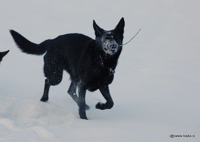 Gal in Snow - foto povečava