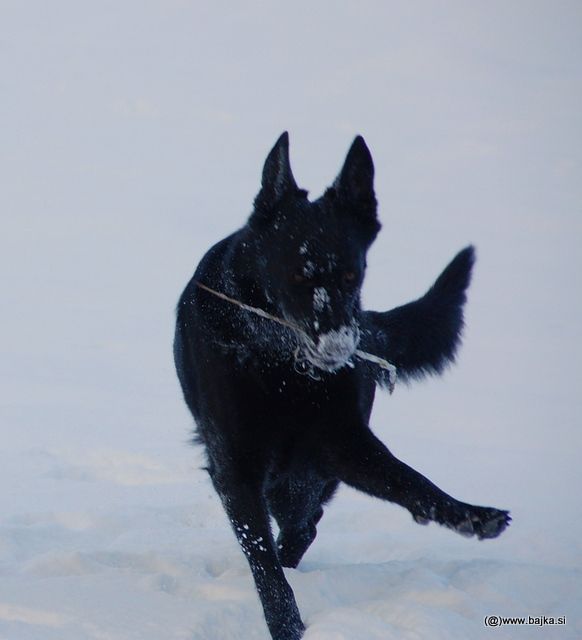 Gal in Snow - foto povečava