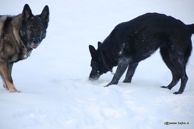 Gal in Snow - foto povečava