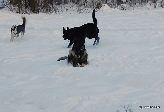 Gal in Snow - foto povečava