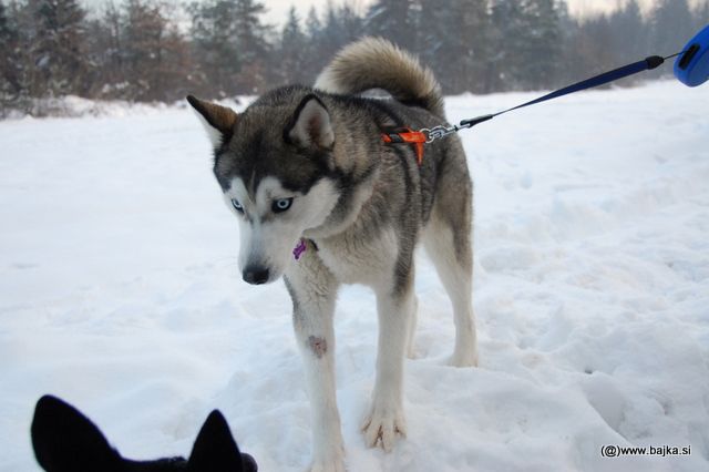 Gal in Snow - foto povečava