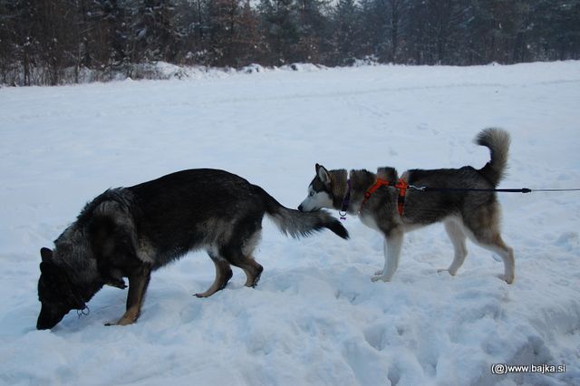 Gal in Snow - foto povečava