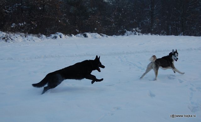 Gal in Snow - foto povečava