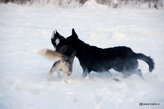 Gal in Snow - foto povečava