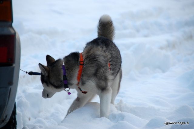 Gal in Snow - foto povečava