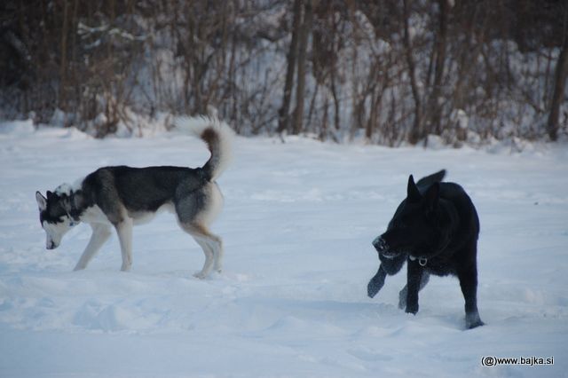 Gal in Snow - foto povečava