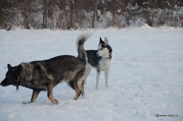 Gal in Snow - foto