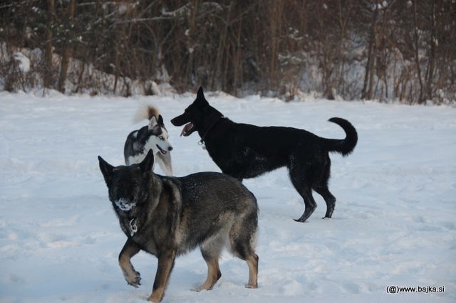 Gal in Snow - foto povečava