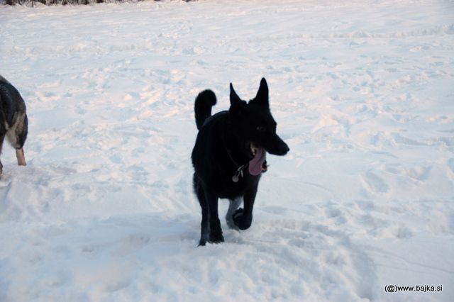 Gal in Snow - foto