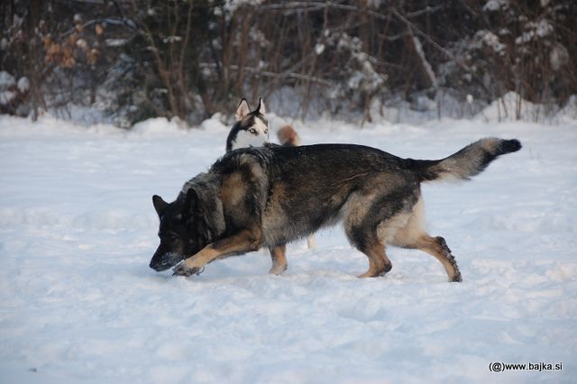 Gal in Snow - foto