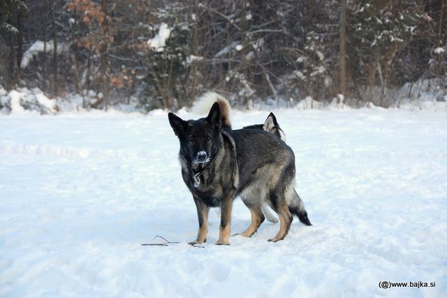 Gal in Snow - foto povečava