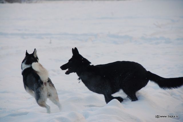 Gal in Snow - foto