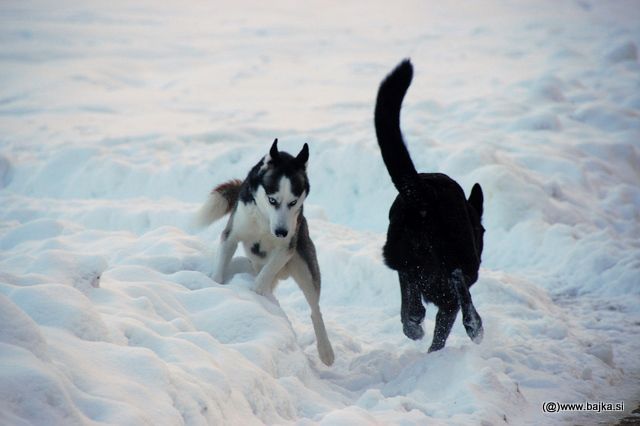 Gal in Snow - foto povečava