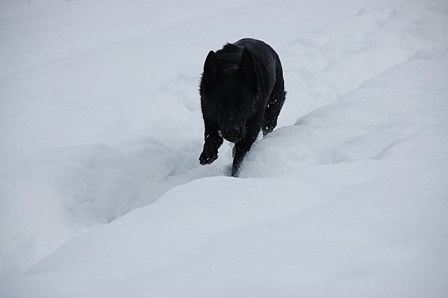 Sneg in veselje - foto
