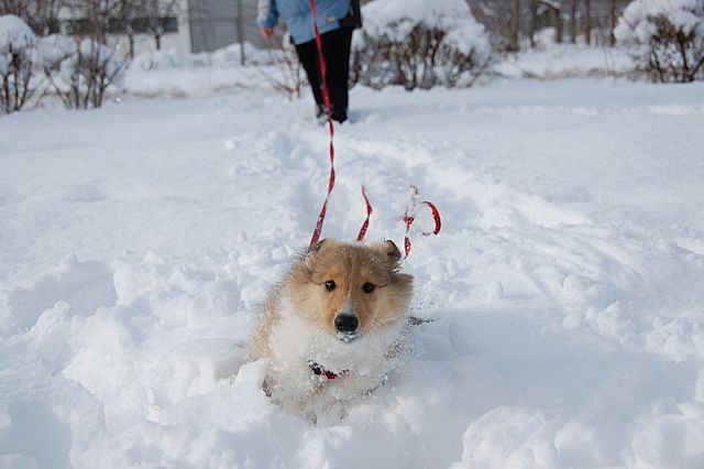 Sneg in veselje - foto povečava