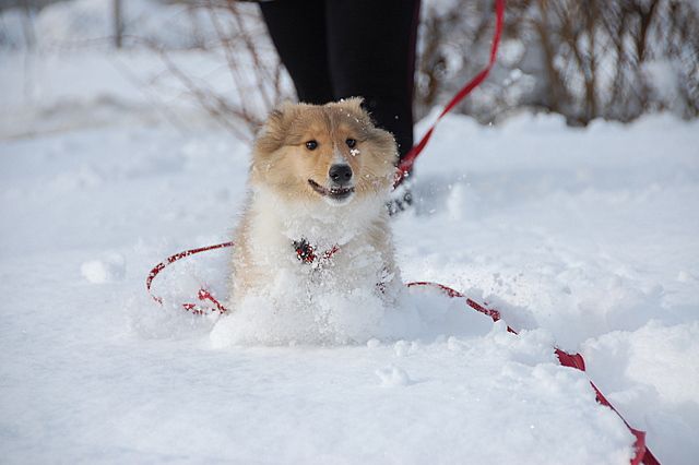 Sneg in veselje - foto povečava