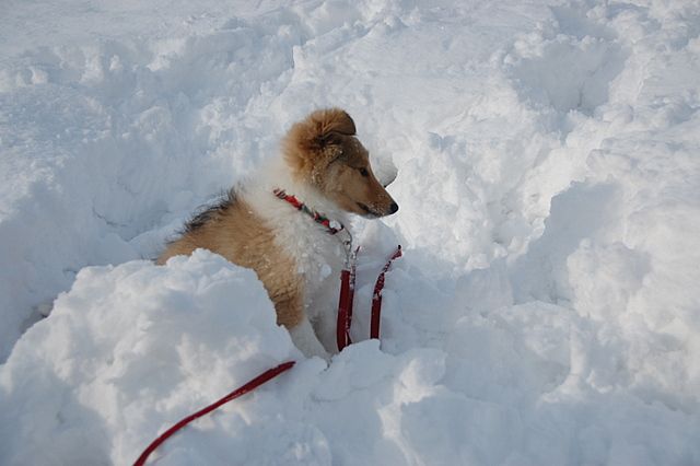 Sneg in veselje - foto