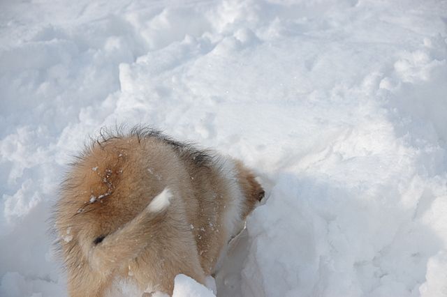 Sneg in veselje - foto povečava