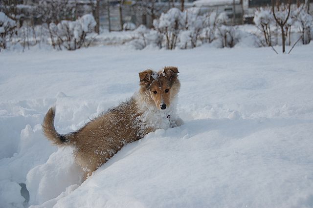Sneg in veselje - foto povečava