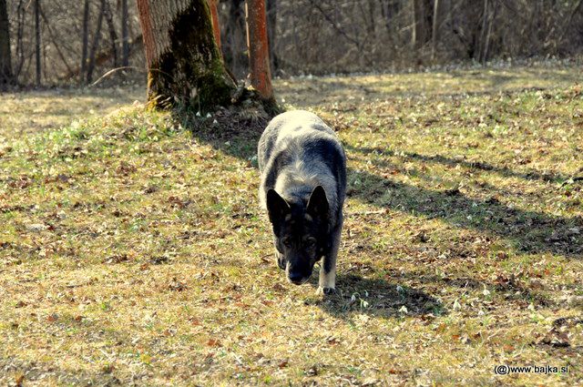 Pomlad - foto povečava