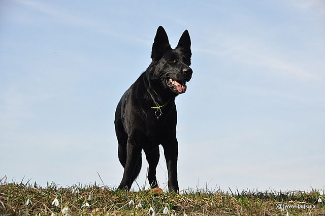 Pomlad - foto povečava