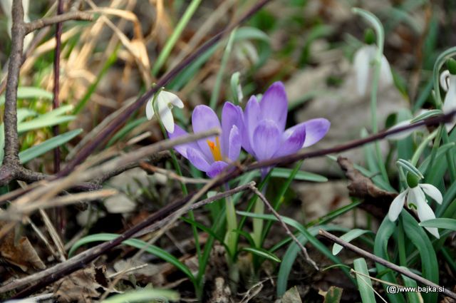 Pomlad - foto povečava