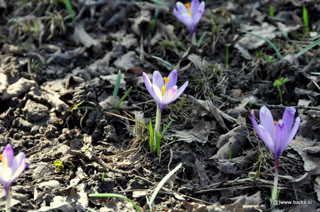 Pomlad - foto