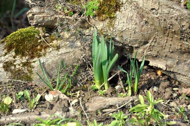 Pomlad - foto povečava