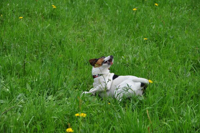 Milo - foto povečava