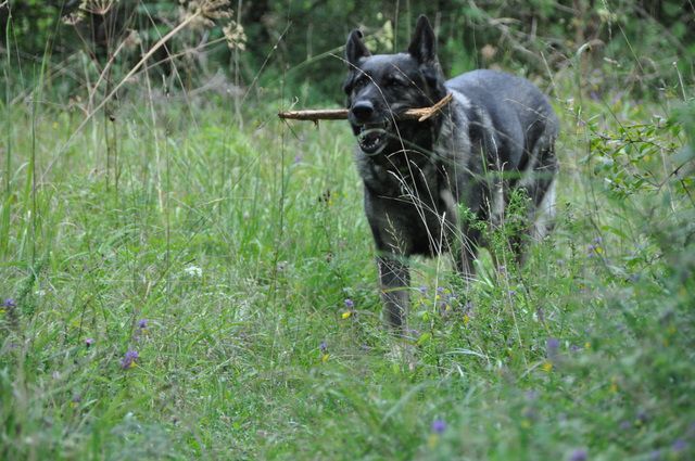 Nedeljski sprehod - foto povečava