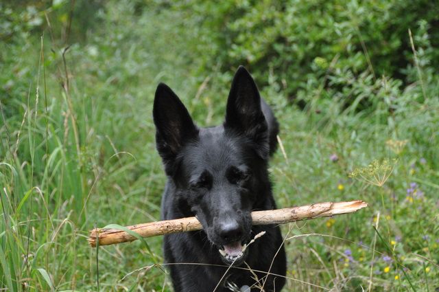 Nedeljski sprehod - foto