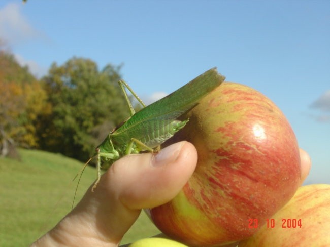 Umetnost_narave - foto povečava