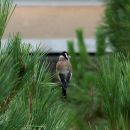 Fauna