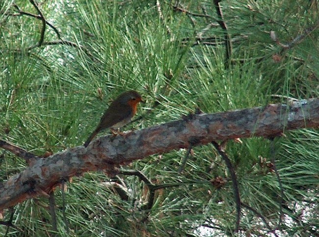 Fauna - foto povečava