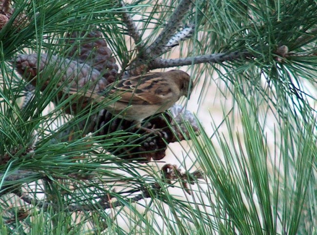 Fauna - foto povečava