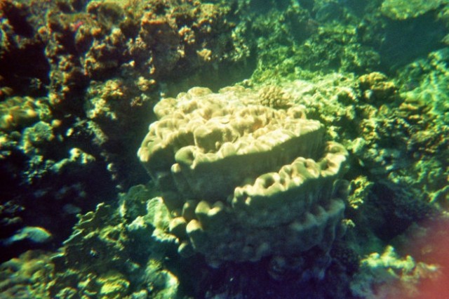 Potapljanje na koralnem grebenu5
